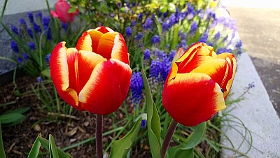  Tulpen